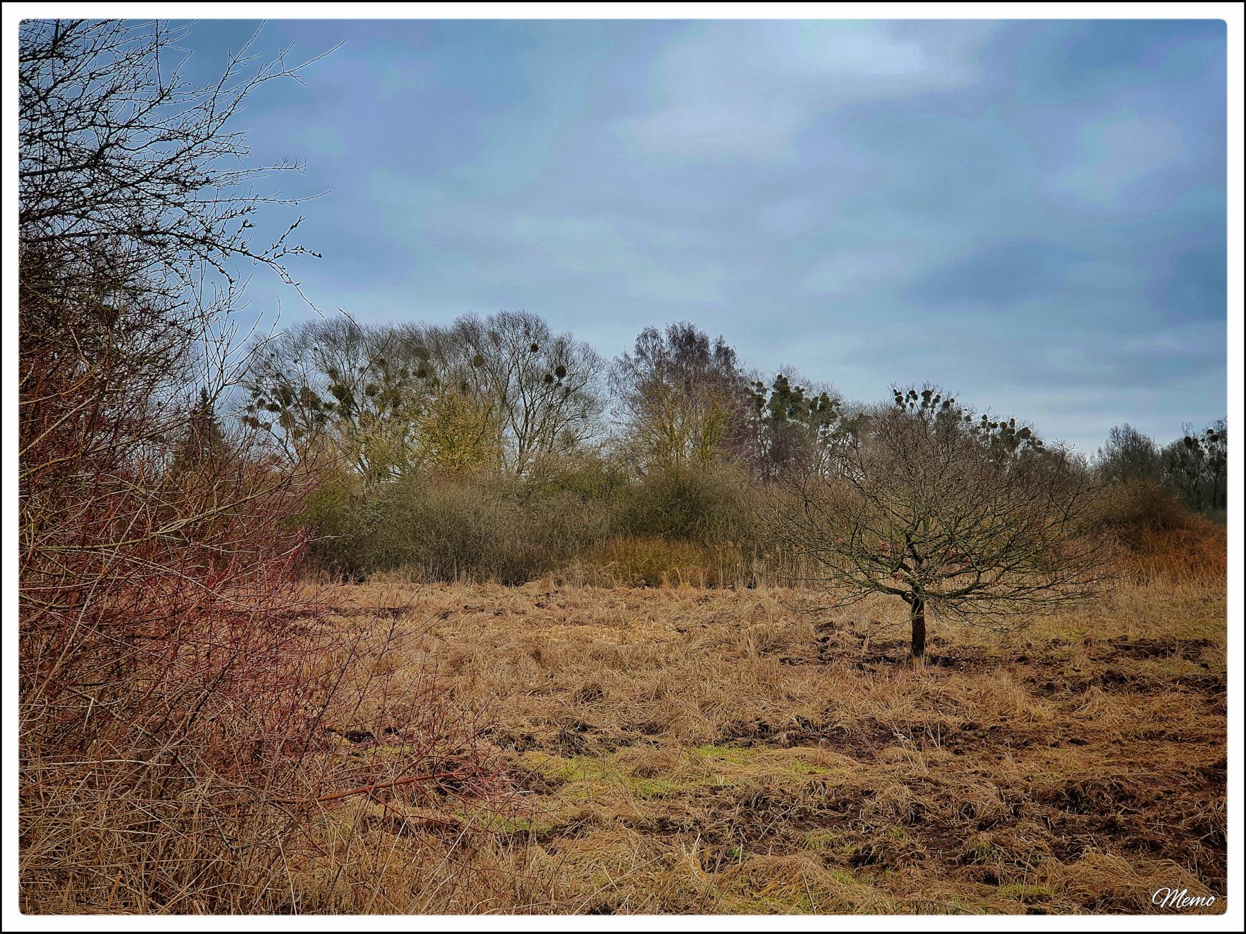 Bildbeschreibung: 
Blick auf eine große Freifläche mit noch blattlosen Büschen und Bäumen rundherum.