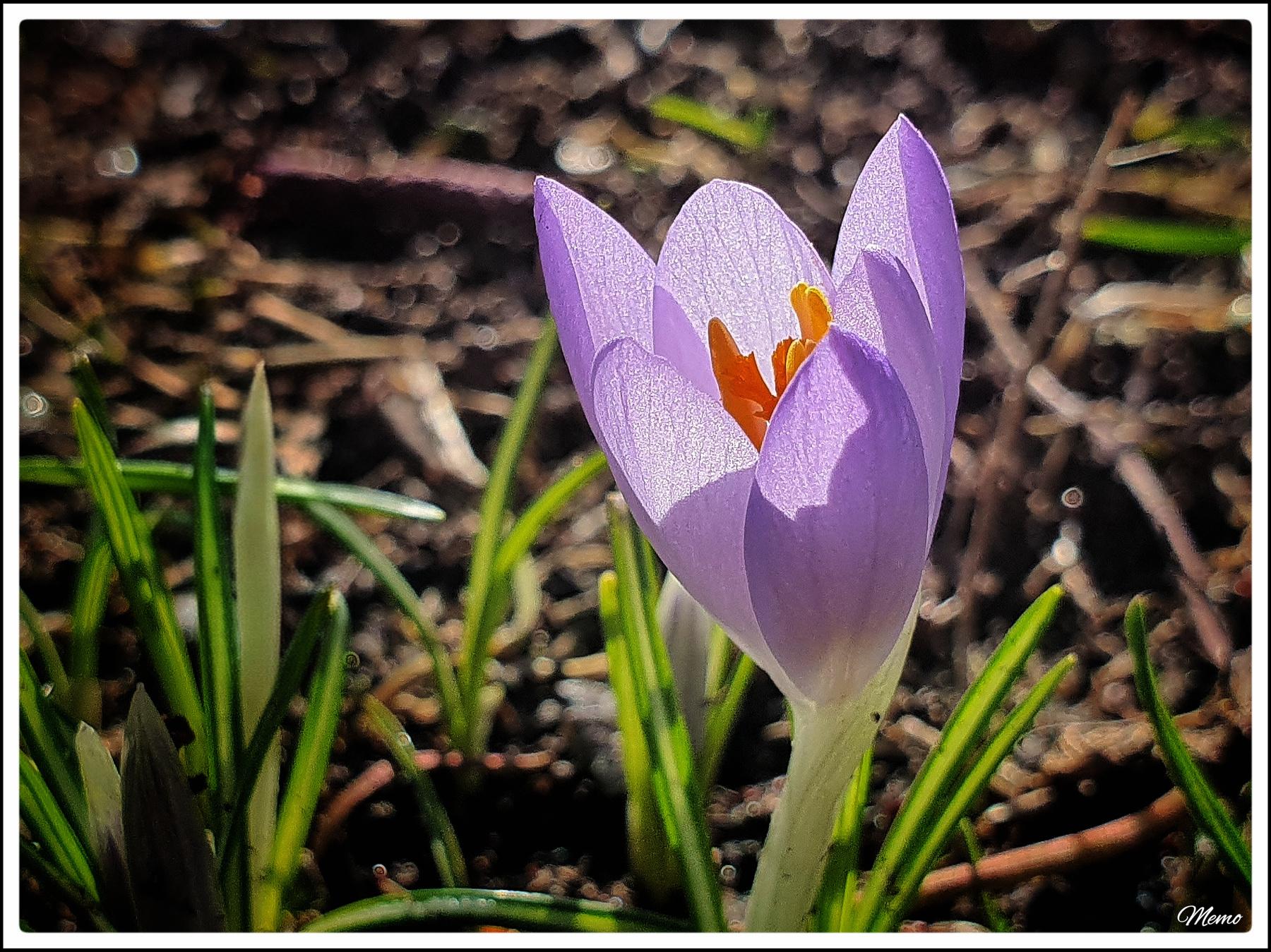 Bildbeschreibung: 
Eine einzelne violette Krokusblüte im Gegenlicht.