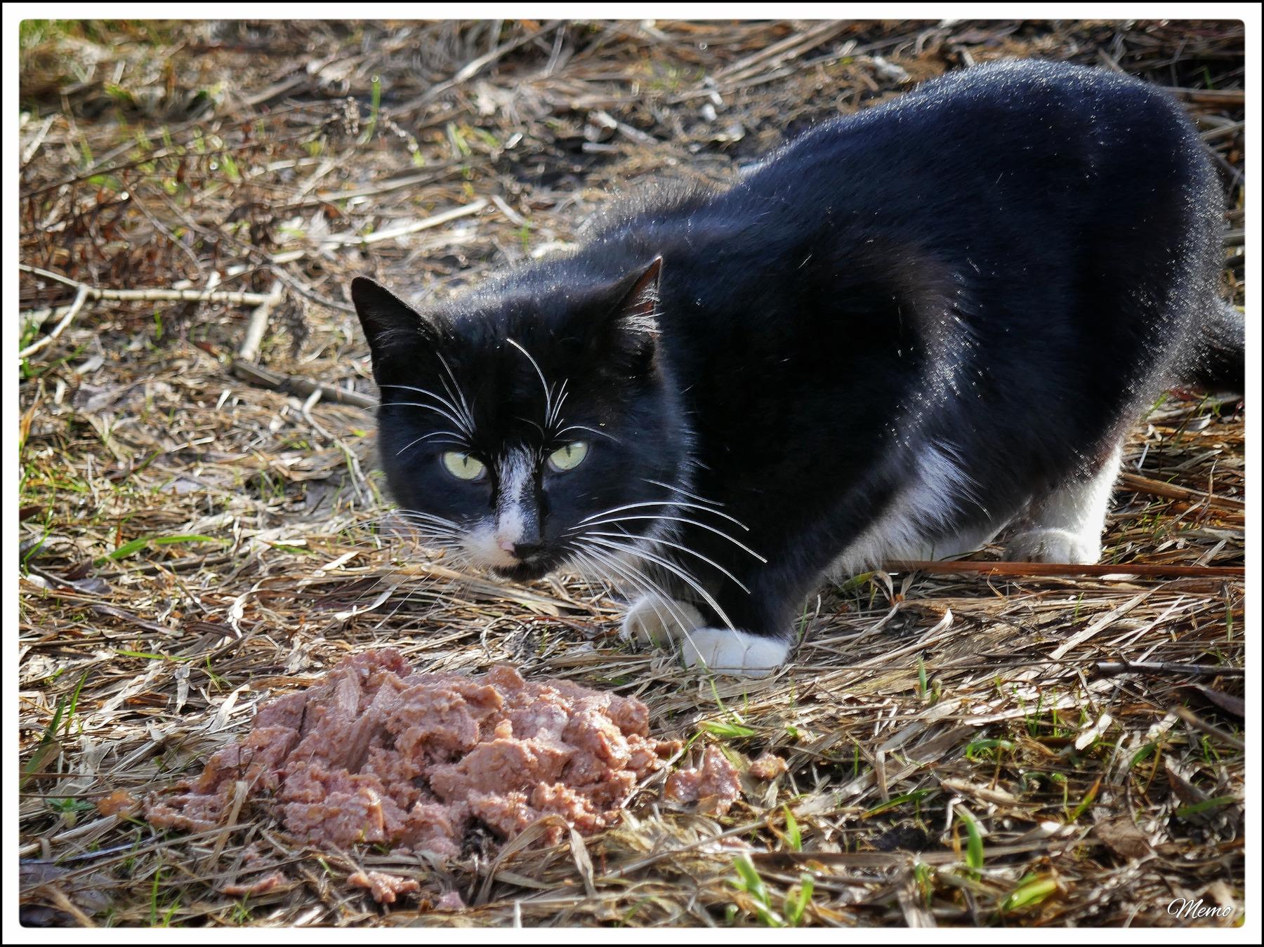 Bildbeschreibung: 
Die Moorkatze beim Fressen.