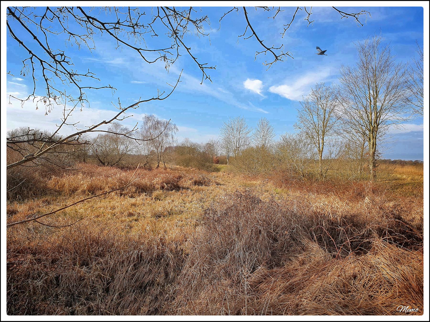 Bildbeschreibung: 
Blick auf eine große Freifläche mit noch blattlosen Büschen und Bäumen rundherum. Am kaum bewölkten Himmel fliegt ein Reiher.