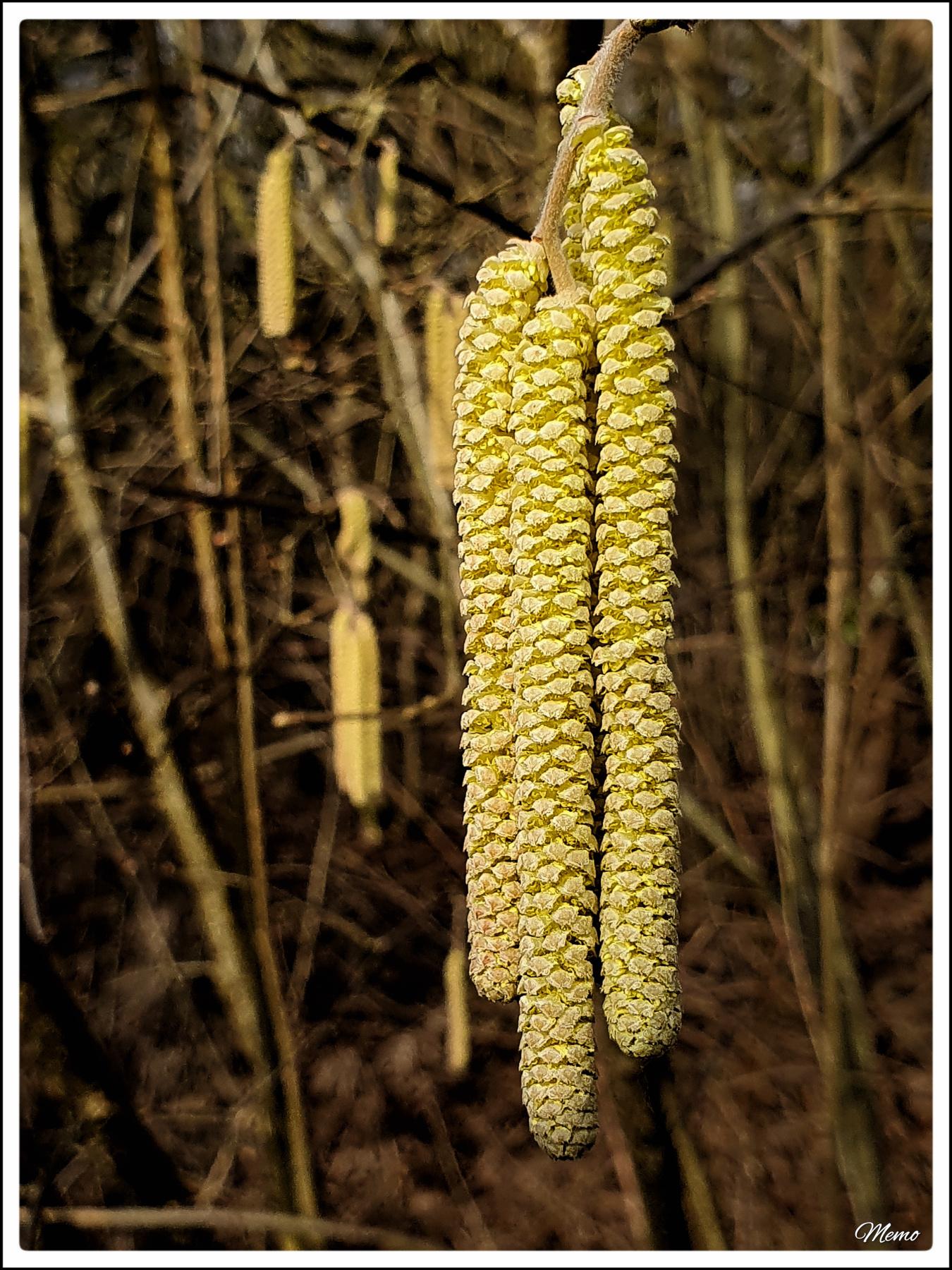 Bildbeschreibung: 
Nahaufnahme der männlichen Blütenstände eines Gemeinen Hasel.