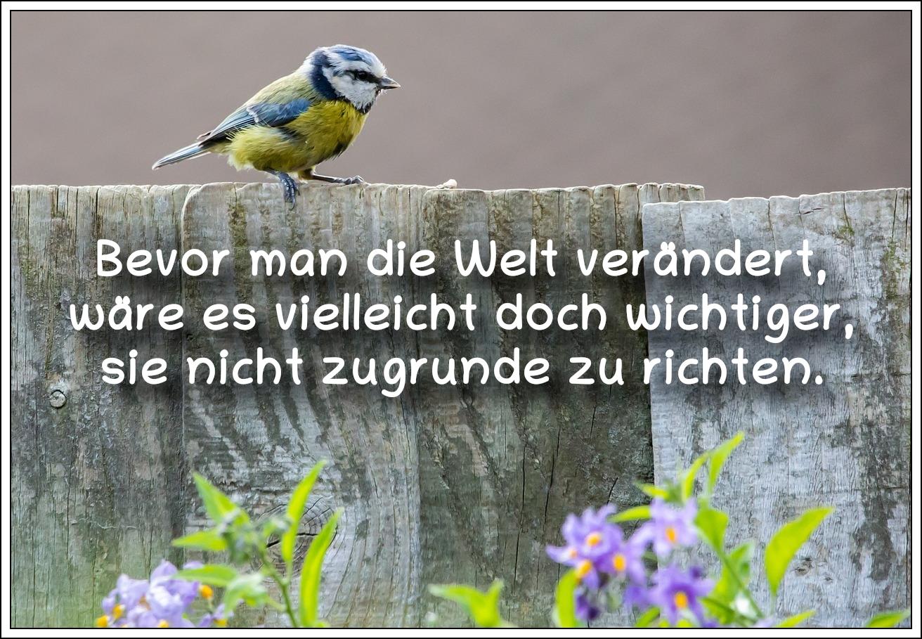 Bildbeschreibung: 
Eine Blaumeise sitzt auf einem Holzzaun. Auf dem Bild ein Zitat des französischen Schriftstellers, Paul Claudel.