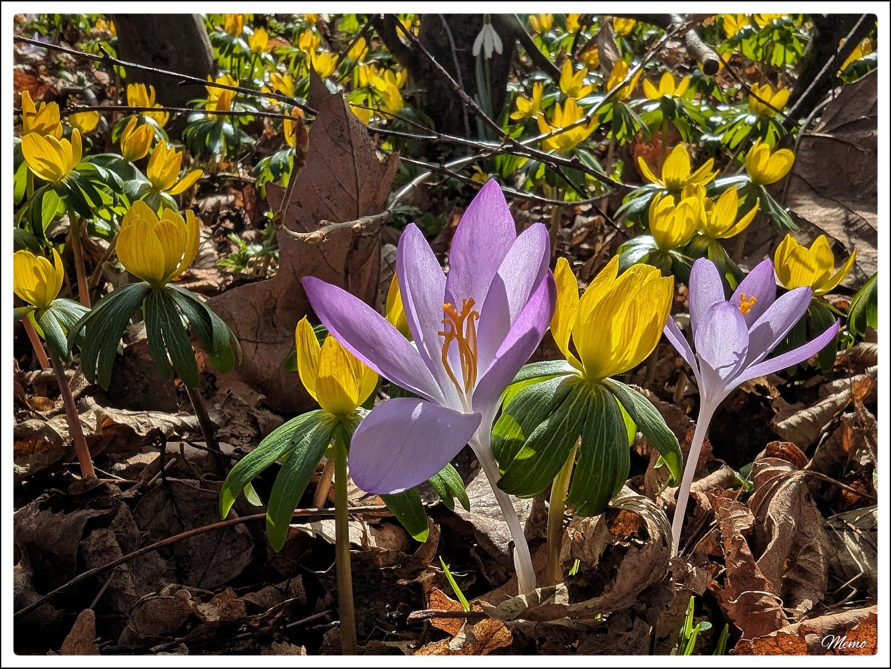 Bildbeschreibung: 
Eine Nahaufnahme von violetten Krokussen, umgeben von gelben Winterlingen.