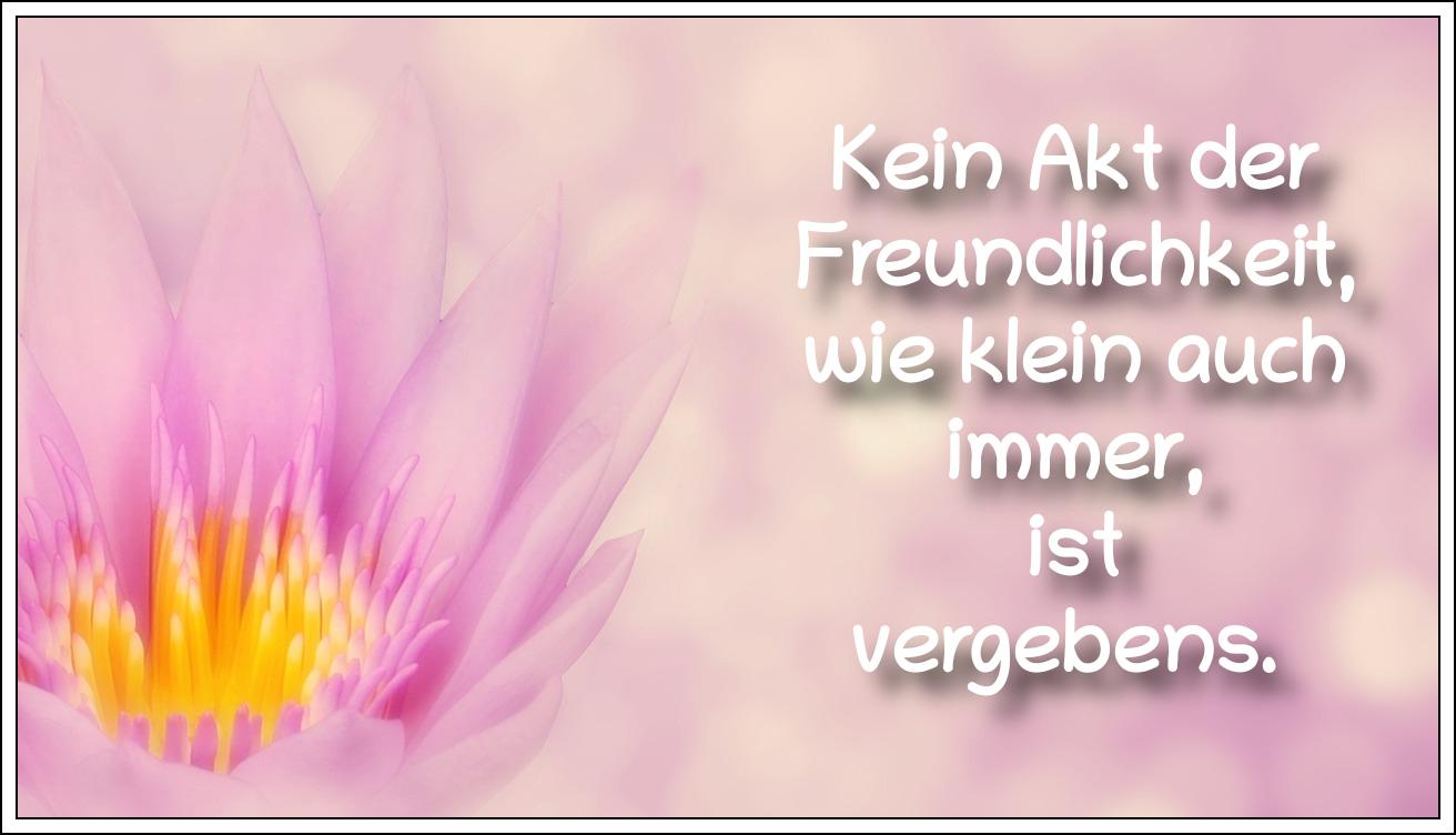 Bildbeschreibung: 
Eine rosafarbene Seerosenblüte mit gelben Staubgefäßen. Auf dem Bild ein Zitat des griechischen Dichters von Fabeln und Gleichnissen, Äsop.