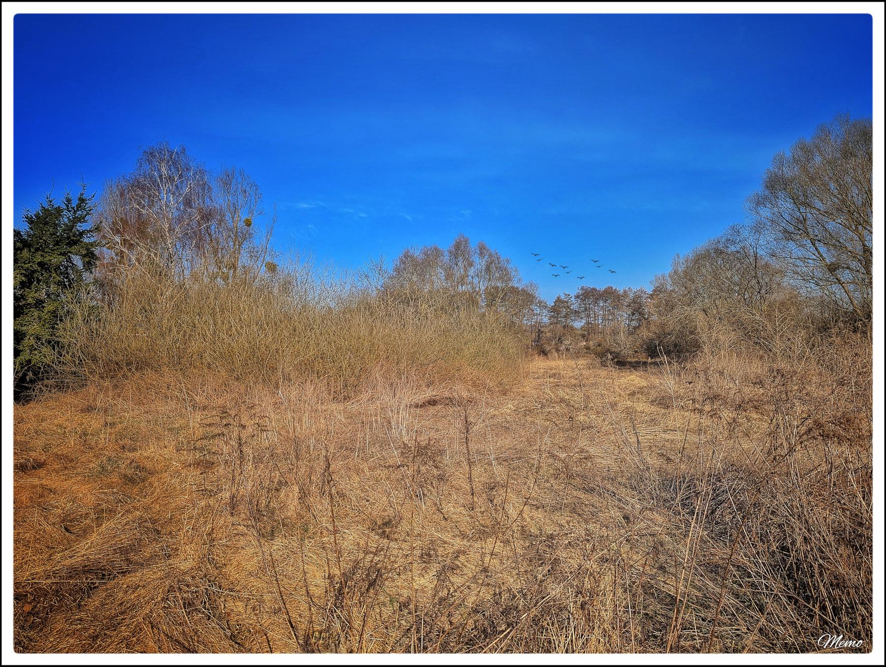 Bildbeschreibung: 
Blick auf eine große Freifläche mit noch blattlosen Büschen und Bäumen rundherum. An dem wolkenlosen Himmel fliegen einige Vögel.