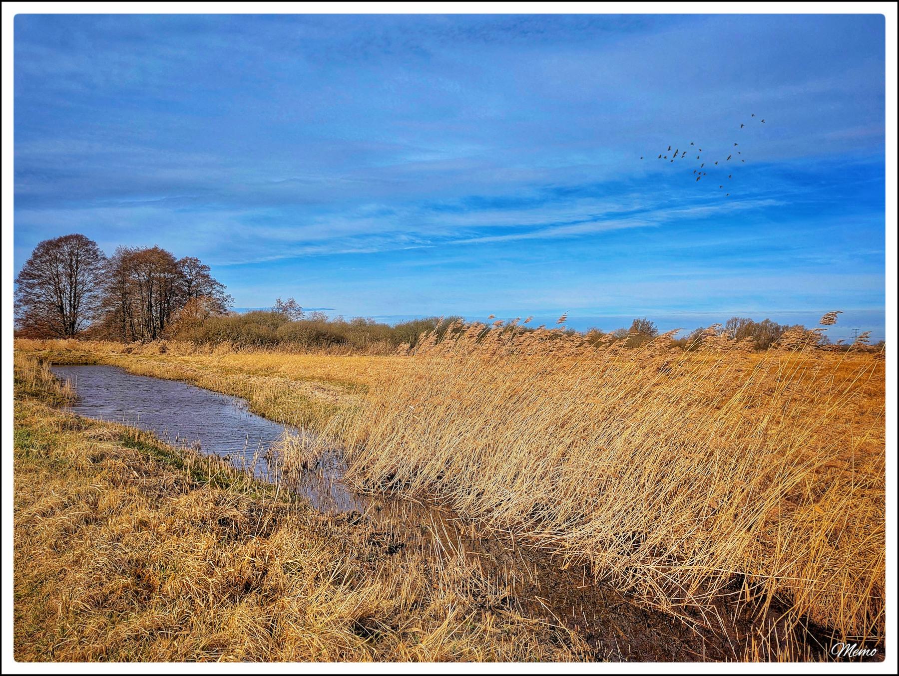 Bildbeschreibung: 
Ein Entwässerungsgraben im “Siebendörfer Moor” umgeben von noch trockenem Gras und Schilf, der sich in den Windböen biegt. Am hellblauen Himmel fliegen einige Vögel.