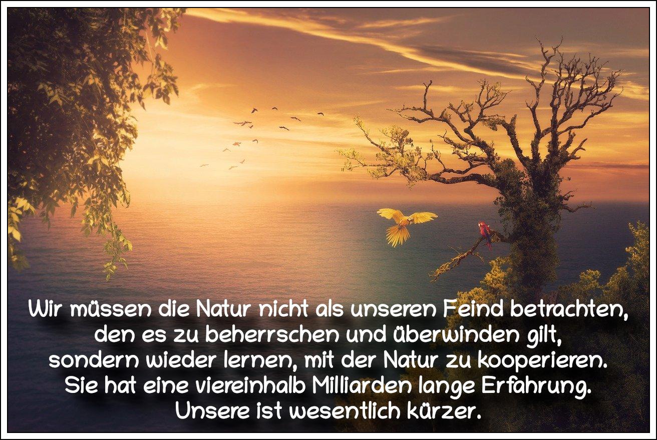 Bildbeschreibung: 
Ein Fantasiebild mit einem Baum vor einem Sonnenaufgang an einem See, zu dem Papageien fliegen. Auf dem Bild ein Zitat des deutschen Physikers und Essayisten, Hans-Peter Dürr.