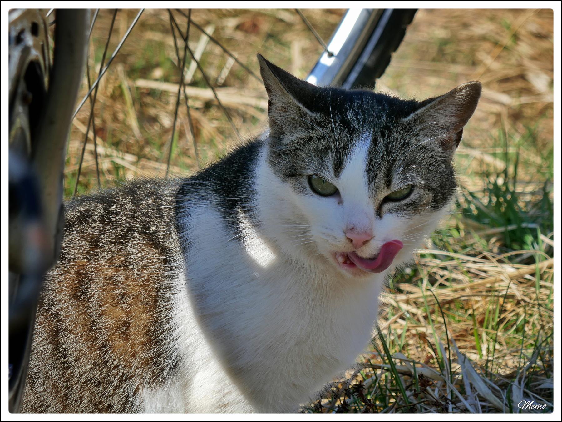 Bildbeschreibung: 
Die Moorkatzen beim Fressen.