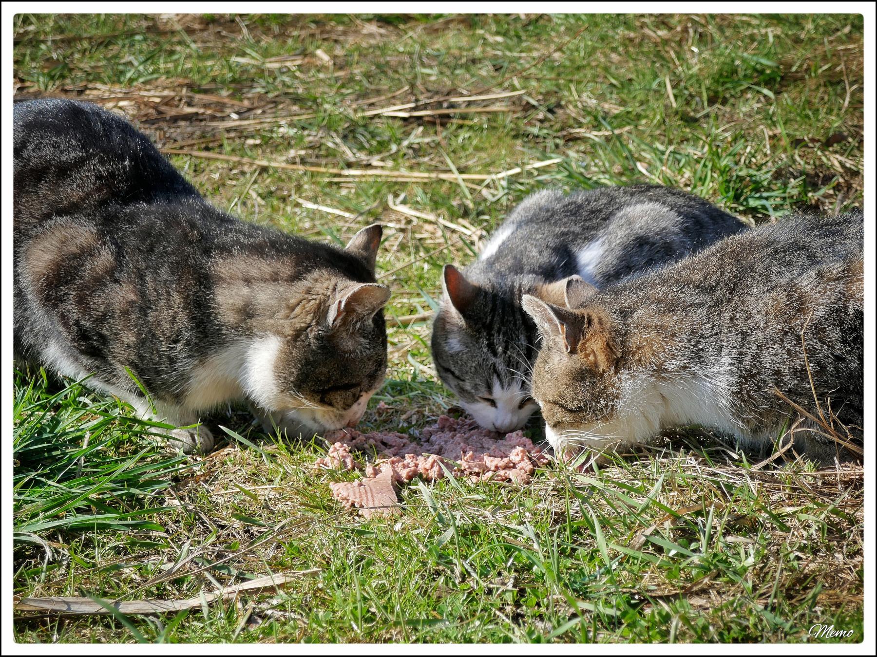 Bildbeschreibung: 
Die Moorkatzen beim Fressen.