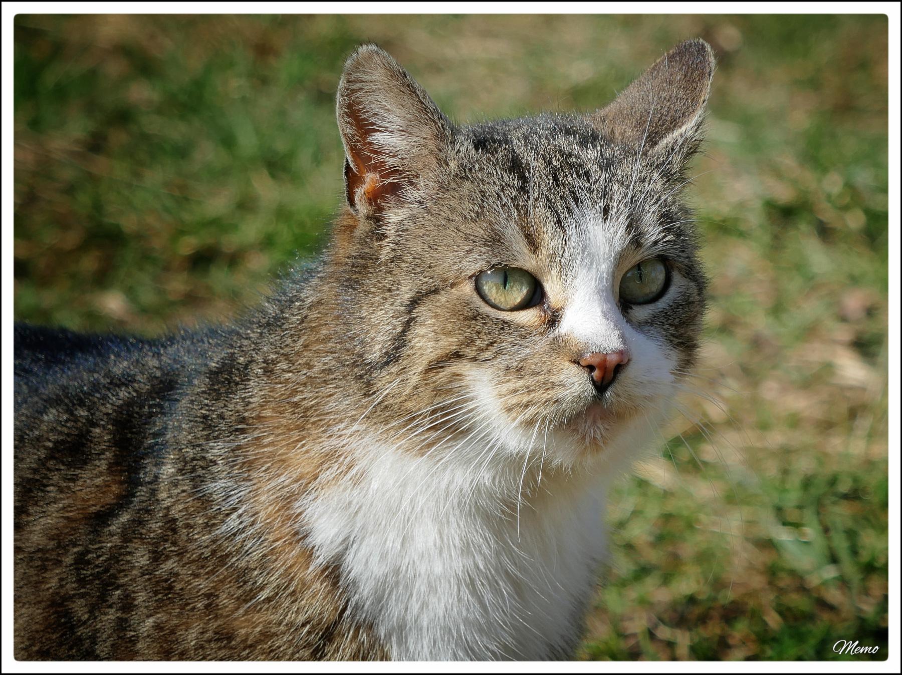 Bildbeschreibung: 
Die Moorkatzen beim Fressen.
