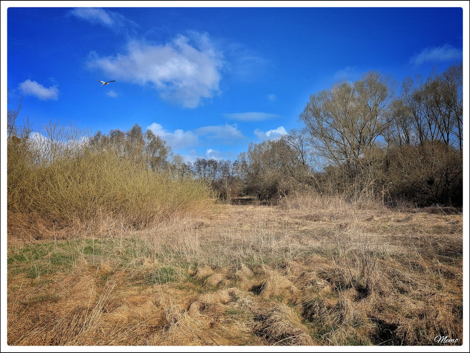 Bildbeschreibung: 
Eine große Freifläche mit noch vertrockneten Gräsern und Büschen und Bäumen rundherum. An hellblauem Himmel mit nur wenigen weißen Wolken fliegt ein Reiher.